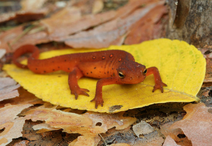 Red Eft